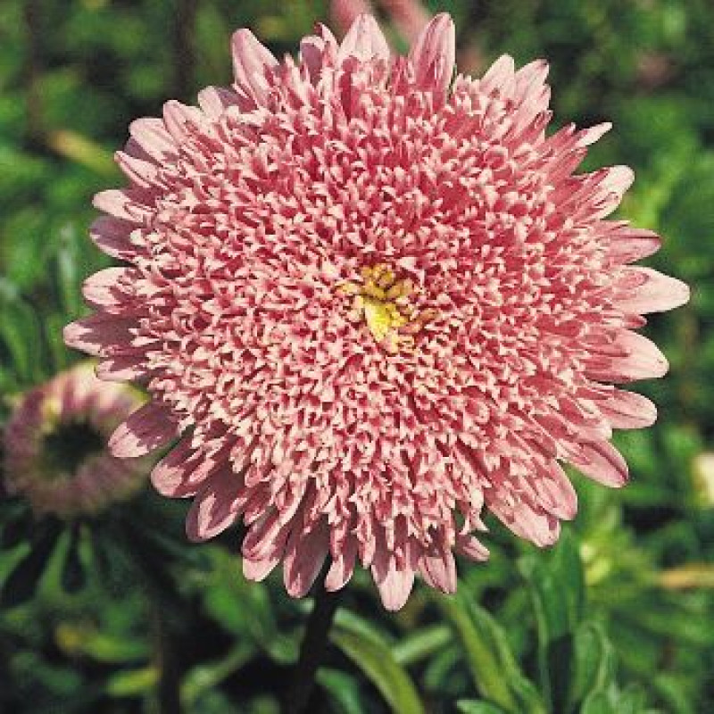 Айстра Benarys Princess: Salmon Rose, 500 шт, Benary