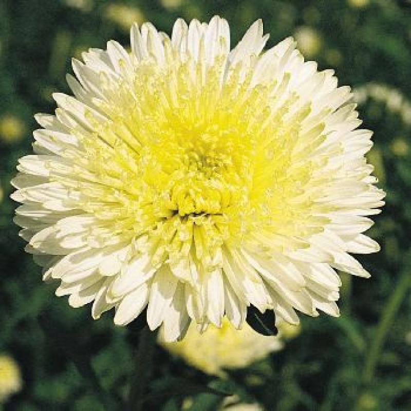 Айстра Benarys Princess: Yellow, 100 шт, Benary