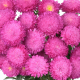 Айстра на зріз Bonita: Pink, 500 шт, Sakata