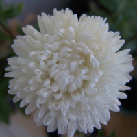 Айстра на зріз  Bonita:  White, 100 шт, Sakata