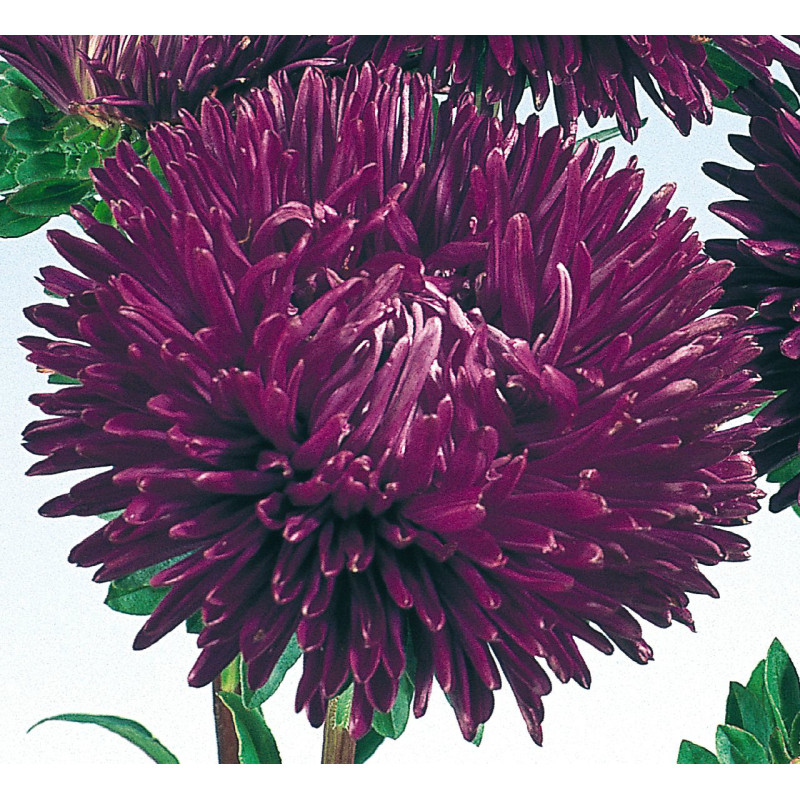 Айстра на зріз Gala: Purple, 100 шт, Benary