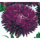 Айстра на зріз Gala: Purple, 100 шт, Benary