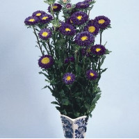 Айстра на зріз Fan®: Deep Blue, 1000 шт, Benary