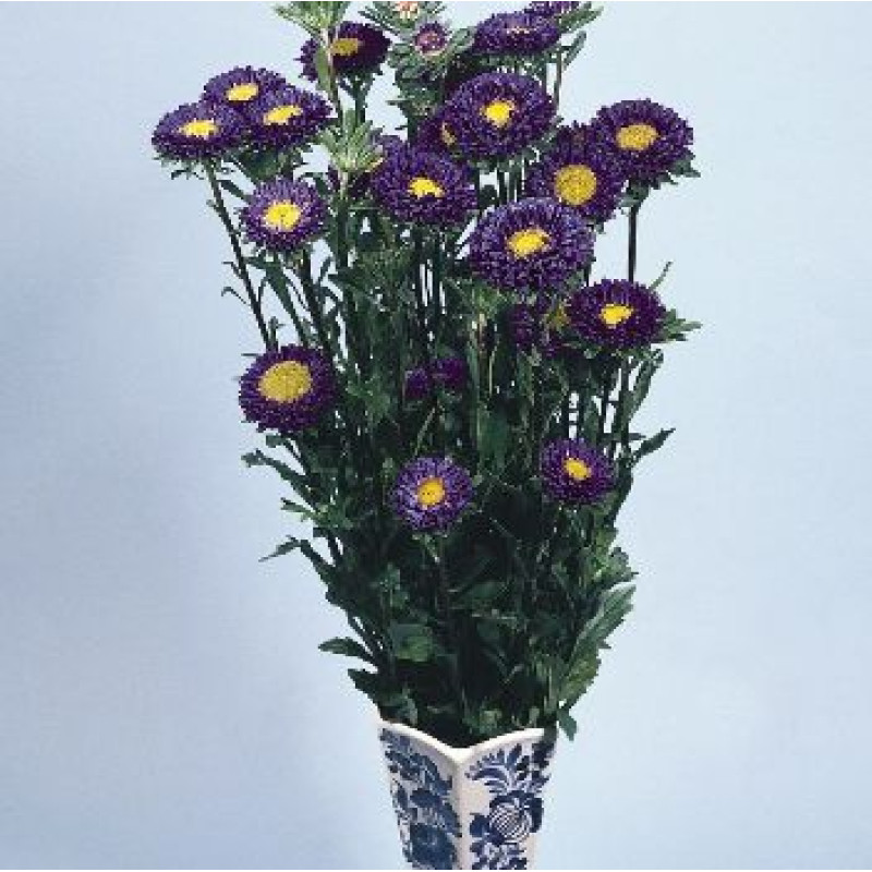 Айстра на зріз Fan®: Deep Blue, 500 шт, Benary