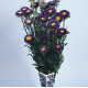 Айстра на зріз Fan®: Deep Blue, 500 шт, Benary