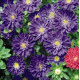 Айстра на зріз Fan®: Deep Blue, 500 шт, Benary