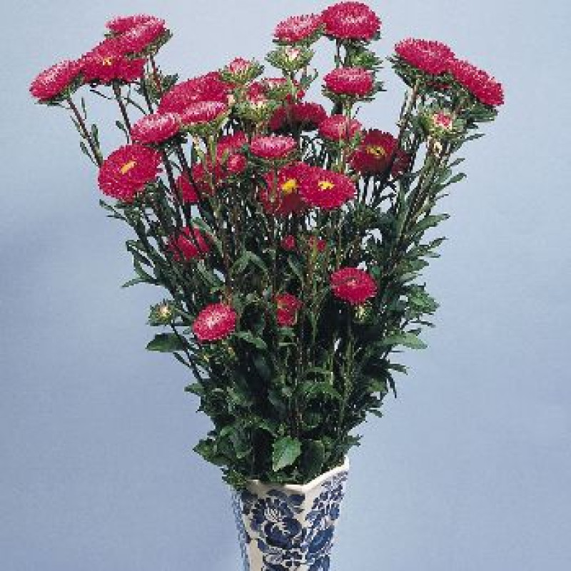 Айстра на зріз Fan®: Deep Rose, 500 шт, Benary