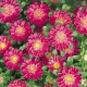 Айстра на зріз Fan®: Deep Rose, 1000 шт, Benary