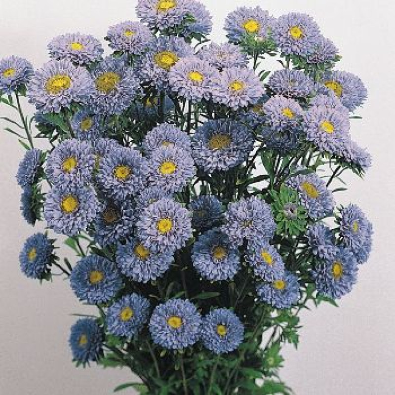 Айстра на зріз Fan®: Light Blue, 100 шт, Benary