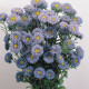 Айстра на зріз Fan®: Light Blue, 100 шт, Benary