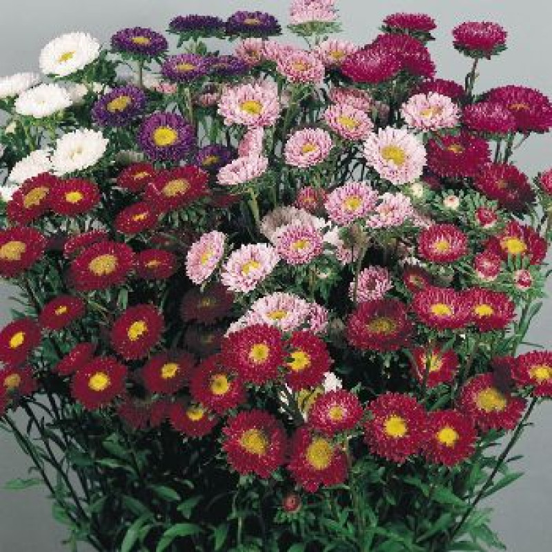 Айстра на зріз Fan®: Mix, 500 шт, Benary