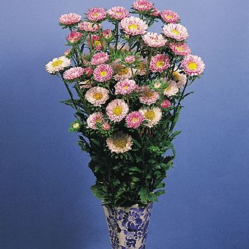 Айстра на зріз Fan®: Pink, 100 шт, Benary