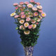 Айстра на зріз Fan®: Pink, 100 шт, Benary