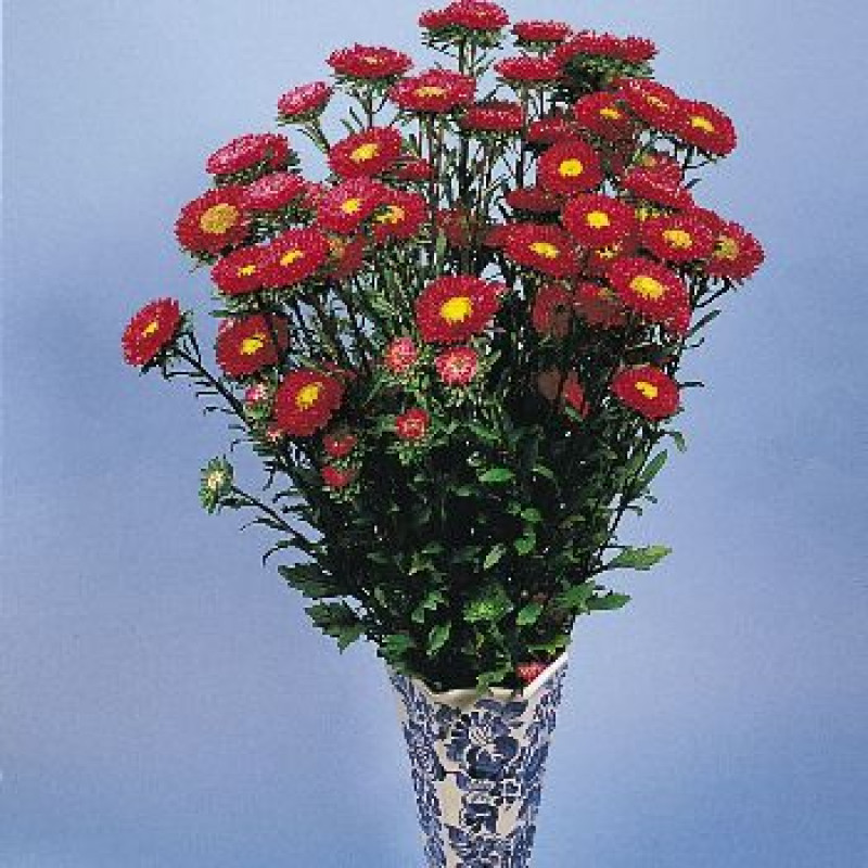 Айстра на зріз Fan®: - Red, 500 шт, Benary