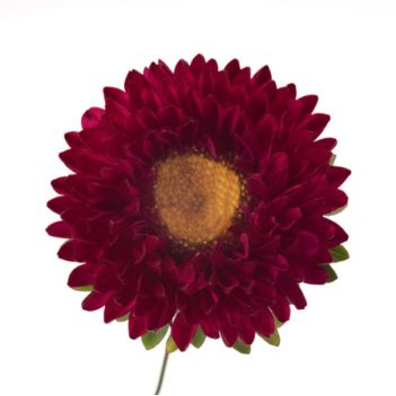 Айстра на зріз Fan®: - Red, 500 шт, Benary