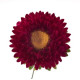 Айстра на зріз Fan®: - Red, 500 шт, Benary