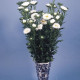 Айстра на зріз Fan®: White, 25 шт, Benary