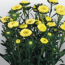 Айстра на зріз Fan®: Yellow, 1000 шт, Benary