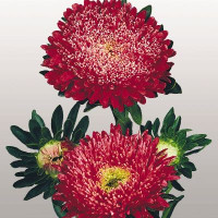 Айстра на зріз Matador®: Fiery Red, 100 шт, Benary