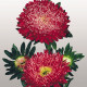 Айстра на зріз Matador®: Fiery Red, 1000 шт, Benary