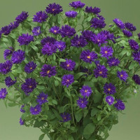 Айстра на зріз Nina Plus F1 Purple, 25 шт, Takii seed