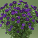 Айстра на зріз Nina Plus F1 Purple, 25 шт, Takii seed