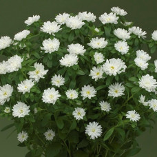 Айстра на зріз Nina Plus F1 White, 1000 шт, Takii seed