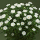 Айстра на зріз Nina Plus F1 White, 100 шт, Takii seed