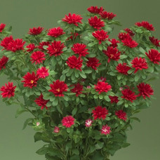Айстра на зріз Nina Plus F1 Scarlet, 25 шт, Takii seed