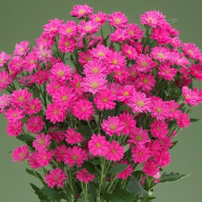 Айстра на зріз Nina Plus F1 Pink, 100 шт, Takii seed