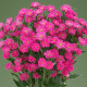 Айстра на зріз Nina Plus F1 Pink, 100 шт, Takii seed