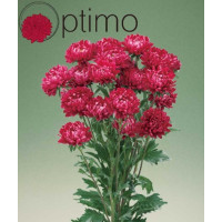 Айстра Optimo Red, 50 шт, Takii seed
