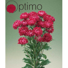 Айстра Optimo Red, 50 шт, Takii seed