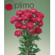 Айстра Optimo Red, 50 шт, Takii seed