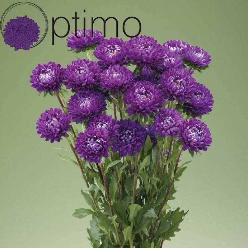 Айстра Optimo Deep Purple, 50 шт, Takii seed