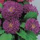 Астра низкая Pot`N Patio BLUE