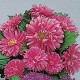 Астра низкая Pot`N Patio PINK