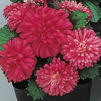 Астра низкая Pot`N Patio SCARLET