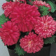 Астра низкая Pot`N Patio SCARLET