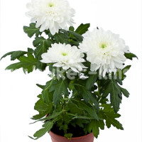 Астра низкая Pot`N Patio WHITE