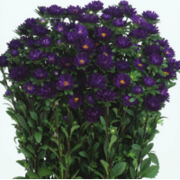 Айстра  Serenade Deep Blue, 100 шт, Sakata
