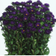 Айстра  Serenade Deep Blue, 100 шт, Sakata