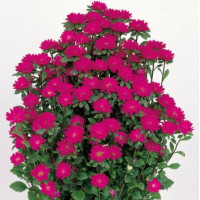 Айстра  Serenade: Deep Rose, 100 шт, Sakata