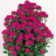 Айстра  Serenade: Deep Rose, 500 шт, Sakata