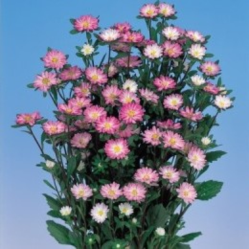 Айстра Serenade: Rose tipped White, 25 шт, Sakata