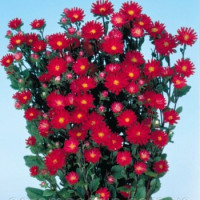 Айстра на зріз Serenade: Scarlet, 2500 шт, Sakata