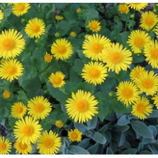 Астра на срез Serenade: Yellow