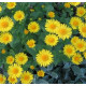 Астра на срез Serenade: Yellow
