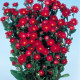 Айстра на зріз Serenade: Red, 500 шт, Sakata