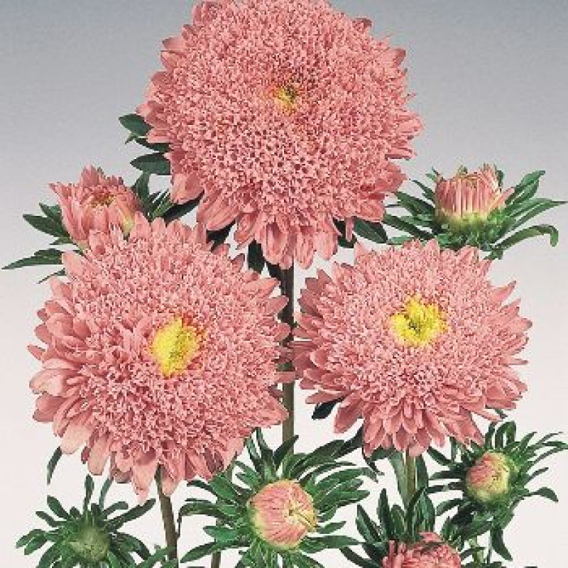 Айстра Standy Salmon Pink, 100 шт, Benary